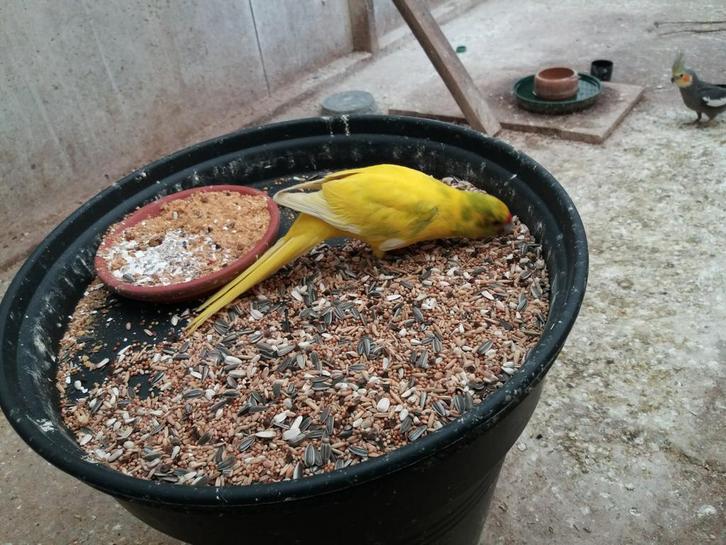 Gezoomde kakariki man., Dieren en Toebehoren, Vogels | Parkieten en Papegaaien, Parkiet, Mannelijk, Geringd