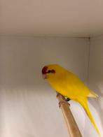 Div Kakarikis, Dieren en Toebehoren, Vogels | Parkieten en Papegaaien, Meerdere dieren, Parkiet