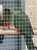 Koppel koningsparkiet, Dieren en Toebehoren, Meerdere dieren, Parkiet, Geringd