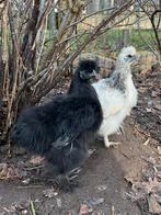 Zijdehoen haan, Mannelijk, Kip