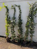 Hedera extra grote plantbent u direkt of super  snel dicht, Tuin en Terras, Ophalen, Vaste plant, Bloeit niet, Halfschaduw