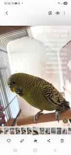 Blackface split blackwing split dunfalo man br geringt, Dieren en Toebehoren, Vogels | Overige Vogels, Mannelijk