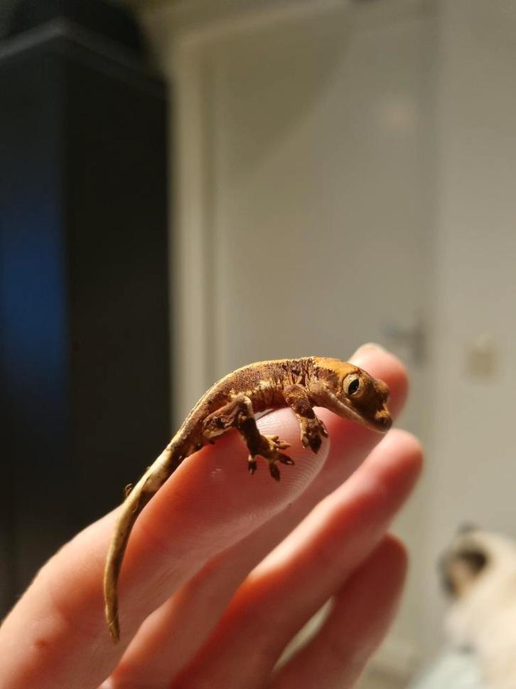 Wimpergekko (Crested Gecko) – Flame / Harlequin look