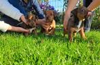 Jack russel pups, Dieren en Toebehoren, Honden | Jack Russells en Terriërs, Jack Russell Terriër, 8 tot 15 weken, Meerdere, Meerdere dieren