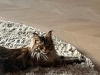 Vermist!!!, Dieren en Toebehoren, Vermiste en Gevonden Dieren, Kat