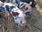 Biggetjes te koop. KuneKune x Bonte Bentheimer, Dieren en Toebehoren, Schapen, Geiten en Varkens, Meerdere dieren, Varken, 0 tot 2 jaar