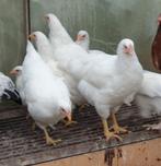 legkippen, Dieren en Toebehoren, Pluimvee, Vrouwelijk, Kip