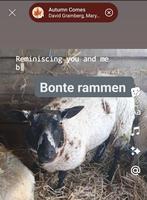 Schaap schapen ram lammeren Fok Dek slacht Bont, Eén persoon