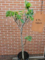 Vijgboompjes diverse maten vanaf €15 - €75 -- Vijgboom, Verzenden, Minder dan 100 cm, Vijgenboom, Lente
