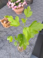 Zaailingen hibiscus, Tuin en Terras, Planten | Tuinplanten, Ophalen, Zomer, Overige soorten, Volle zon