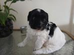 Pups hondjes, Dieren en Toebehoren, 8 tot 15 weken, CDV (hondenziekte), Meerdere, Meerdere dieren
