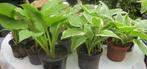 Hosta-s vaste tuinplant per pot 1,00 euro ophalen, Tuin en Terras, Planten | Tuinplanten, Halfschaduw, Zomer, Vaste plant, Overige soorten