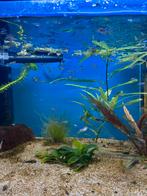 50 jonge yellow tiger king cobra guppen voor maar 20 euro!, Dieren en Toebehoren, Vissen | Aquariumvissen, Vis, Zoetwatervis