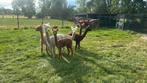 Alpacas, Dieren en Toebehoren, Overige Dieren, Juni, Meerdere dieren