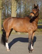 Te koop spring gefokte merrie, Dieren en Toebehoren, Paarden, Merrie, Springpaard, B, Gechipt