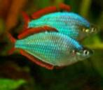 Melanotaenia Preacox -Diamantregenboogvis- Koidream Valburg, Vis, Zoetwatervis