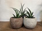 Sanseveria incl. pot – Stevige en stijlvolle plant, Ophalen, Halfschaduw, Minder dan 100 cm