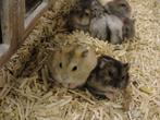 Russische dwerghamsters, Dieren en Toebehoren, Knaagdieren, Meerdere dieren, Hamster, Tam