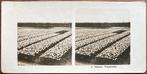 NPG stereofoto EN NÓG EEN TULPENVELD Haarlem 1900-1910, Ophalen of Verzenden, Voor 1940, Gebruikt