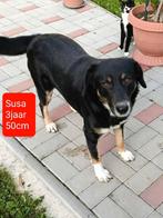 Lieve rustige hond Susa zoekt een baasje!, Dieren en Toebehoren, Rabiës (hondsdolheid), Handelaar, Buitenland, Teef