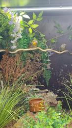 Koppel Japanse nachtegalen 2023, Dieren en Toebehoren, Meerdere dieren