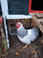 Prachtige Wyandotte haan, Dieren en Toebehoren, Pluimvee, Mannelijk, Kip