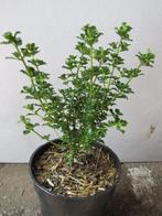 Bodembedekkende lage heester. Prostanthera cuneata, Overige soorten, Vaste plant, Ophalen of Verzenden, Halfschaduw