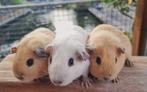 Jonge cavia's erg lief en kinderen gewend, Dieren en Toebehoren, Cavia, Juli, Meerdere dieren, Tam