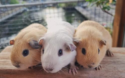 Jonge cavia's erg lief en kinderen gewend, Dieren en Toebehoren, Knaagdieren, Meerdere dieren, Cavia, Juli, Tam