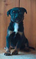 rottweiler - pitbull puppy, Dieren en Toebehoren, Rabiës (hondsdolheid), Reu, 8 tot 15 weken, Eén hond