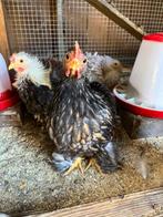 Cochin kriel haantje, Dieren en Toebehoren, Mannelijk, Kip