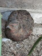 Zeer mooie forse Japanse kwartel haan, Dieren en Toebehoren, Vogels | Overige Vogels, Mannelijk