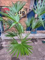Livistona rotundifolia p27 h175, Ophalen, Halfschaduw, Minder dan 100 cm