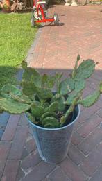 Opuntia humifisa winterharde cactus, Ophalen, Zomer, Overige soorten, Volle zon