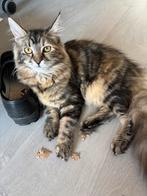1 super mooie maine coon (poes), Dieren en Toebehoren, Katten en Kittens | Raskatten | Langhaar, Poes, Gechipt, 0 tot 2 jaar