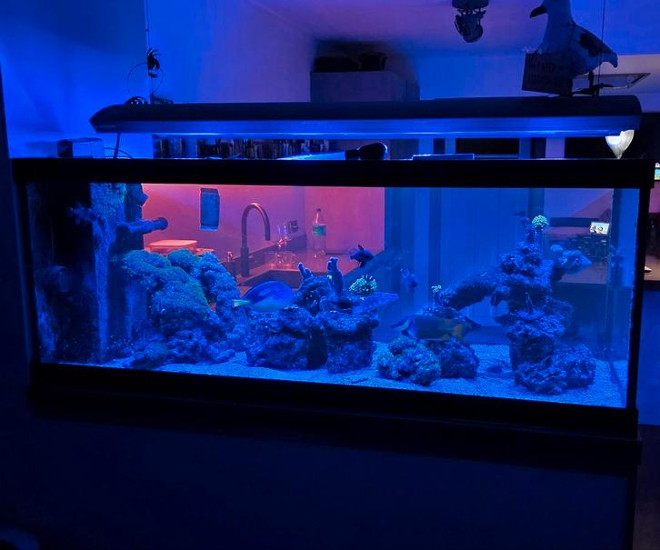 Giesemann Aurora Hybrid 150cm – LED + T5, Dieren en Toebehoren, Vissen | Aquaria en Toebehoren, Verlichting of Verwarming, Ophalen