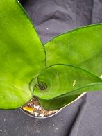 Sansevieria Moonshine nr 2, Huis en Inrichting, Overige soorten, In pot, Minder dan 100 cm, Bloeiende kamerplant