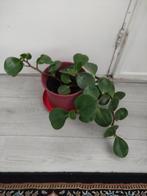 Kamer plant te koop., Huis en Inrichting, Kamerplanten, Ophalen of Verzenden, Halfschaduw, Minder dan 100 cm