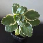 Kalanchoë Variegated, Ophalen, Vetplant, Halfschaduw, Minder dan 100 cm