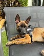 - JAX -  Mechelse herder x Hollandse herder + Toebehoren, Parvo, Reu, 8 tot 15 weken, Eén hond