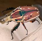 gezocht!! MTU kever roze (mecynorrhina torquata ugandensis), Overige soorten