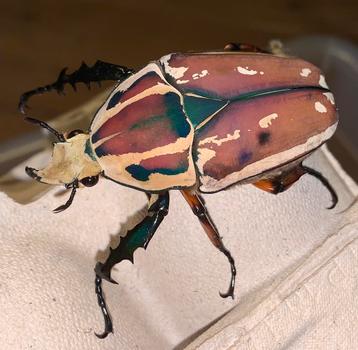 gezocht!! MTU kever roze (mecynorrhina torquata ugandensis) beschikbaar voor biedingen
