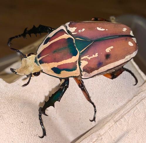 gezocht!! MTU kever roze (mecynorrhina torquata ugandensis), Dieren en Toebehoren, Insecten en Spinnen, Overige soorten