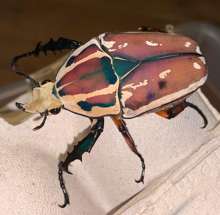 gezocht!! MTU kever roze (mecynorrhina torquata ugandensis), Dieren en Toebehoren, Insecten en Spinnen, Overige soorten