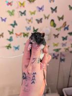 Tamme ratten. Nog 6 mannetjes🩵🩵🩵, September, Mannelijk, Rat