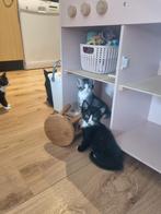 Kruising maine coon kittens, Dieren en Toebehoren, Meerdere dieren