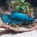 4 Betta Vrouwtjes, Dieren en Toebehoren, Vissen | Aquariumvissen, Vis, Zoetwatervis, Schoolvis