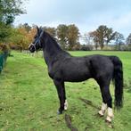Mooi zwartbles tuigpaard ruin, Dieren en Toebehoren, Paarden, Ruin, 3 tot 6 jaar