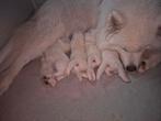 Samojeed pups, Overige rassen, 8 tot 15 weken, Meerdere, Meerdere dieren