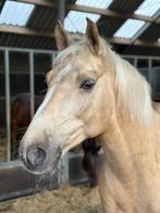 paard, Dieren en Toebehoren, Paarden, Gechipt, Minder dan 160 cm, B, Ruin